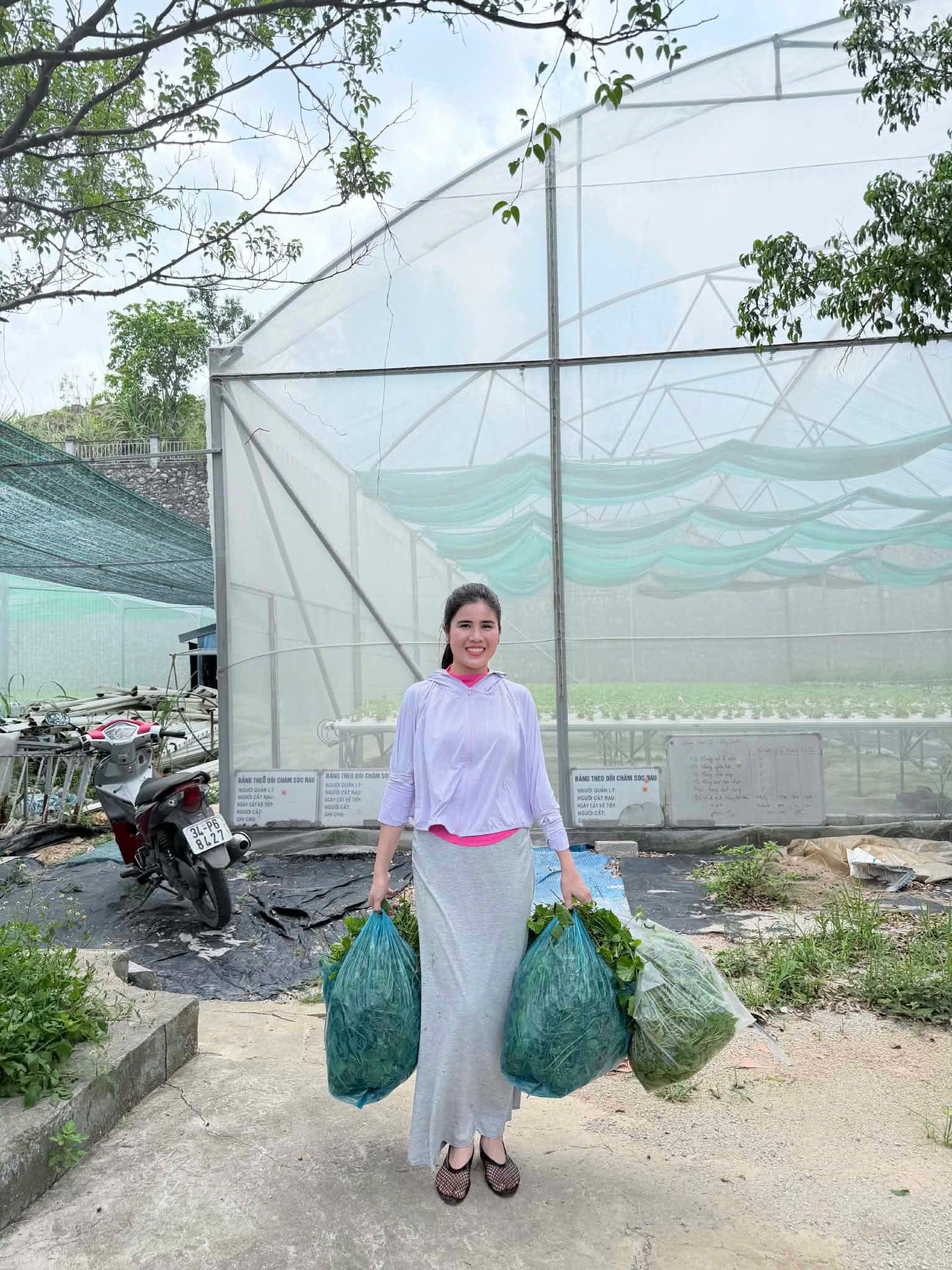 Rau má được thu hoạch tại vườn trước nhà màng