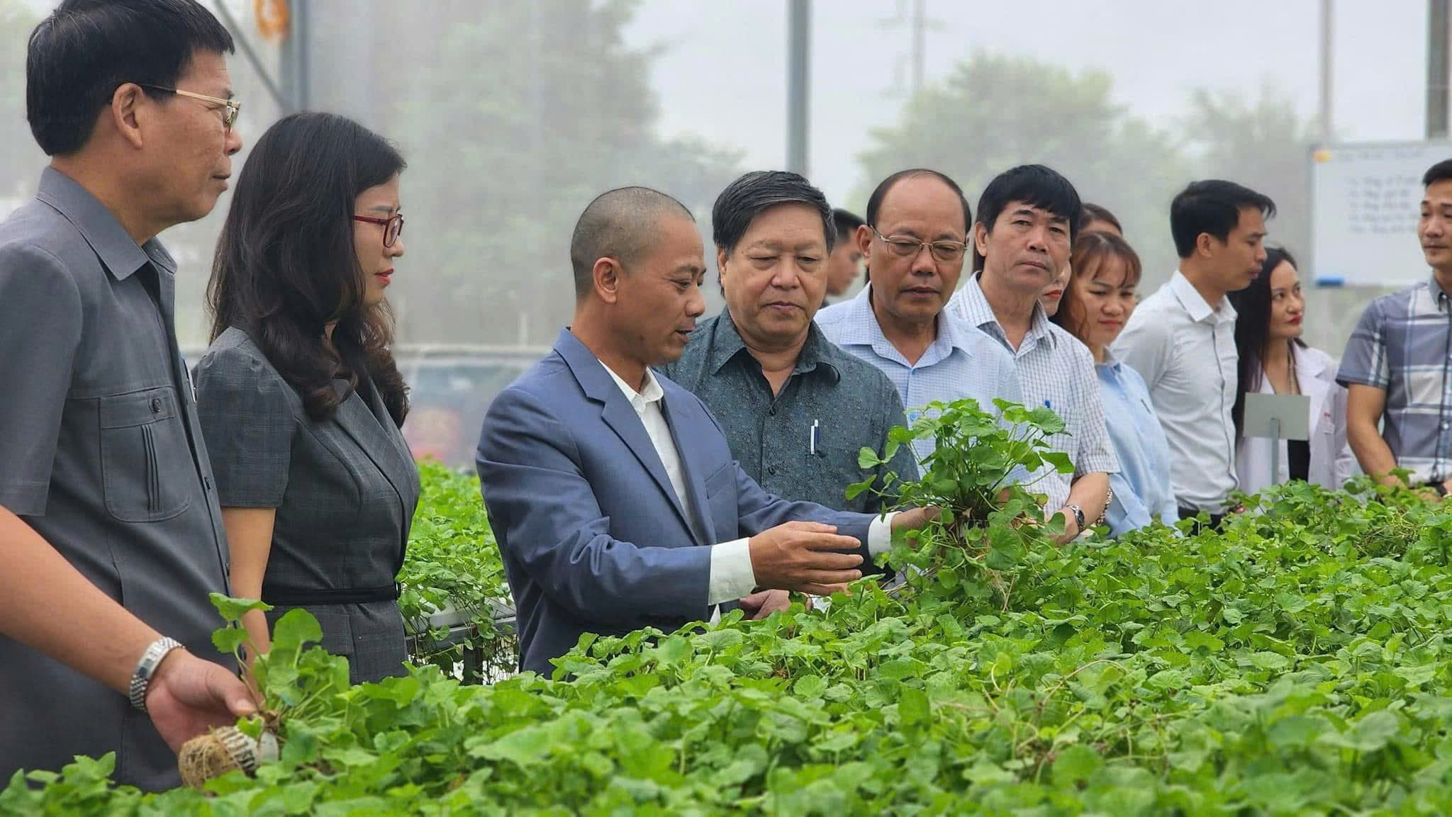 Đoàn khách tham quan vườn rau má thủy canh Đặng Ngọc