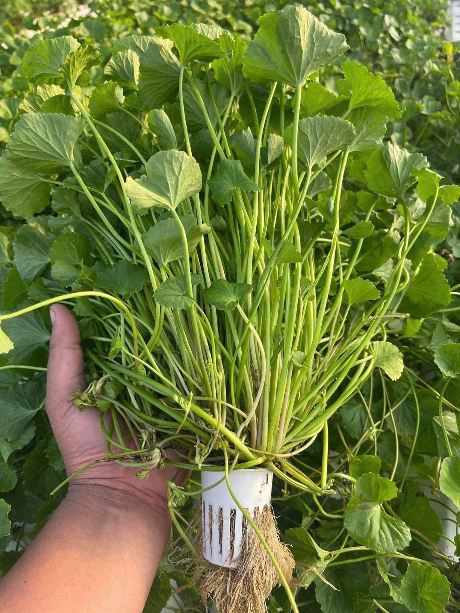 Cây rau má thủy canh sau khi nhấc khỏi rọ trồng