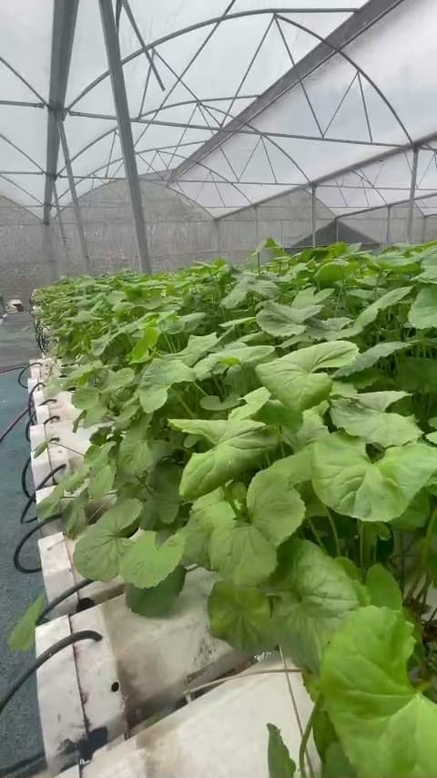 Ghi hình tại khu trồng