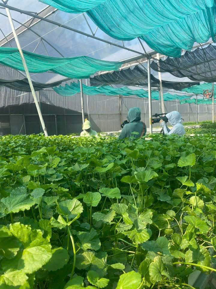 Khách tham quan quan sát vườn rau má thủy canh